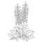 Vector bush of outline toxic Digitalis purpurea or foxglove flower bunch with bud and leaves in black isolated on white.