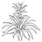 Vector bush of outline tropical Guzmania or tufted airplant with flower and leaf in black isolated on white background.