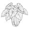 Vector bush of outline tropical plant Colocasia esculenta or Elephant ear or Taro leaf bunch in black isolated on white.