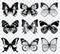 Vector butterflies on transparent checkered background