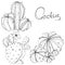 Vector Cactus. Floral botanical flower. Black and white engraved ink art. Isolated cacti illustration element.