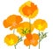 Vector California Poppies Abstract Background.