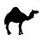 Vector camel silhouettes on the white background