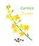 Vector canola flower and rapeseeds