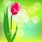 Vector card with red tulip on light green bokeh