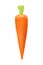 Vector carrot illustration. Isolated illustration of carrots. Realistic carrots