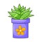 Vector cartoon aloe in pot. Indoor succulent plant with fleshy leaves. House plant for home and interior. Colorful