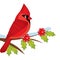 Vector Cartoon Cardinal Sitting on Holly Tree Branch