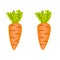 Vector cartoon carrot vegetable die cut sticker. Simple colorful orange root vegetable icon with green leaves for kids gardening