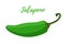 Vector cartoon flat jalapeno. Hot green chilli pepper