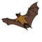 Vector Cartoon Flying Fox