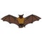 Vector Cartoon Flying Fox