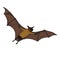 Vector Cartoon Flying Fox