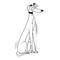 Vector Cartoon greyhound dog Character isolated illustration