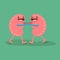 Vector cartoon human anatomy. Healthy kidneys