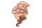 Vector Cartoon Illustration Of Cute Trump.