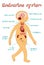 Vector cartoon illustration of endocrine system for kids