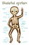 Vector cartoon illustration of human skeletal system for kids