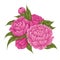 Vector cartoon illustration of peony flowers with foliage. Image of natural floral bouquet isolated
