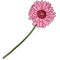 Vector Cartoon Illustration - Pink Gerberas