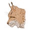 Vector Cartoon Lynx Head Side View Illustration