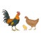 Vector Cartoon Set of Poultry Birds. Rooster, Chick and Hen