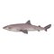 Vector Cartoon Spiny Dogfish