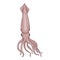 Vector Cartoon Squid. Cephalopod Color Illustration