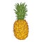 Vector Cartoon Whole Pineapple