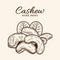 Vector cashew hand-drawn illustration