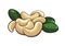 Vector cashew nuts clipart