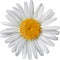 Vector chamomile flower isolated