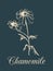Vector chamomile illustration. Hand drawn botanical sketch of plant in engraving style. Medicinal, cosmetic daisy
