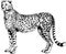 Vector Cheetah, guepard wild cats illustration