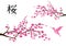 Vector Cherry Blossom With Pink Hummingbird