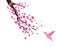 Vector Cherry Blossom And Pink Hummingbird