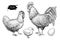 Vector chicken breeding hand drawn set. Engraved Chicken, Roster