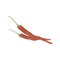 Vector chili illustration isolated in cartoon style. Herbs and Species Series.