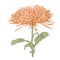 Vector chrysanthemum flower.