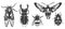 Vector. Cicada, stag beetle, bumblebee, night moth, ladybug