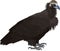 Vector Cinereous vulture Aegypius monachus