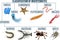 Vector Classification of invertebrates animals. Insect,  arachnids, crustaceans, myriapods, mollusca. Education diagram of biology