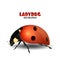 Vector close-up realistic ladybug insect icon on white background. Design template of spring symbol.