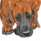 Vector close-up sketch domestic dog Great Dane bre