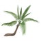 Vector coco nut tropical exotic high detailed palm tree .