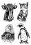 Vector collection of animals on white isolated,graphical elements cow,cat, eagle and penguin