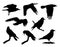 Vector collection of black silhouettes of flying, sitting and standing crow isolated on white background