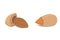 Vector collection of cartoon isolated almond. healthy nuts vegeterian food