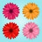 Vector collection of colored realistic gerbera flowers on blue background