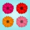 Vector collection of colored realistic gerbera flowers on blue background